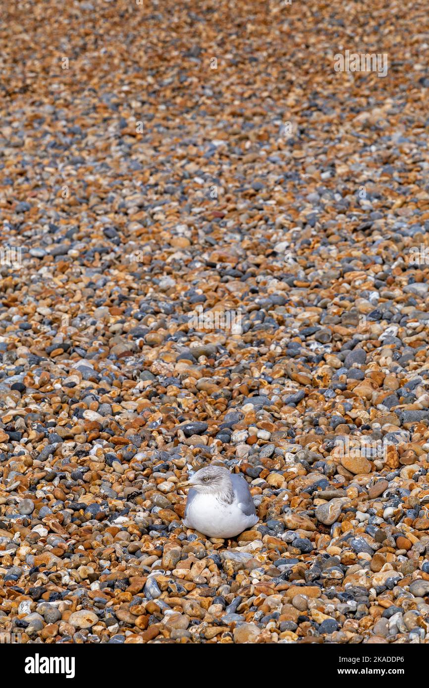 Seagull (Laridae) at shingle beach, Brighton, England, Great Britain Stock Photo