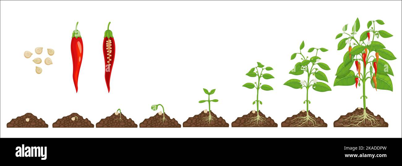 Chili pepper growth stage. Seed germination steps in soil. Hot chilli pepper grow cycle, agriculture plant evolution steps, seedling evolving progress with isolated vector seeds, sapling and harvest Stock Vector