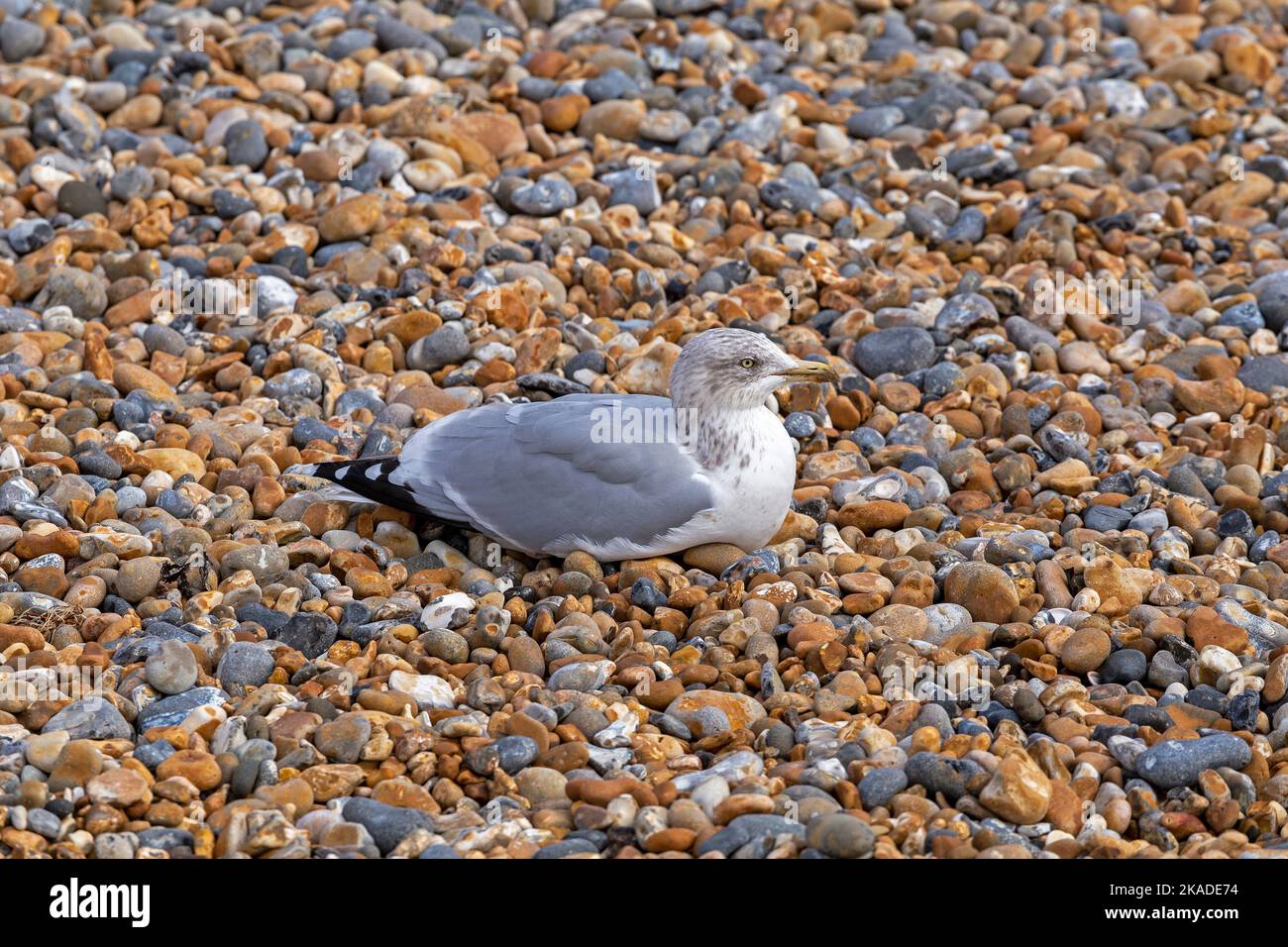 Seagull (Laridae) at shingle beach, Brighton, England, Great Britain Stock Photo