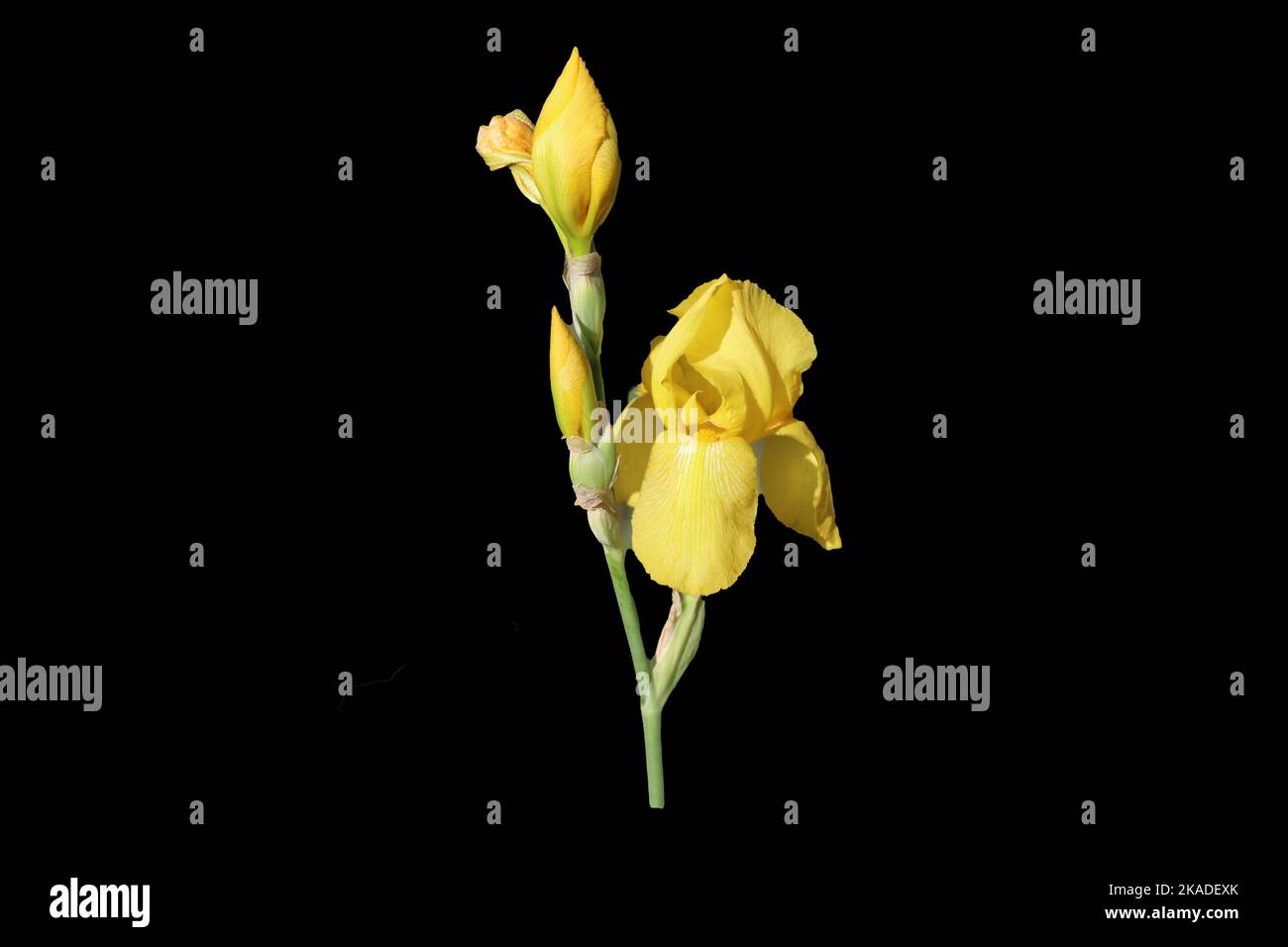 Bearded iris buds hi-res stock photography and images - Alamy
