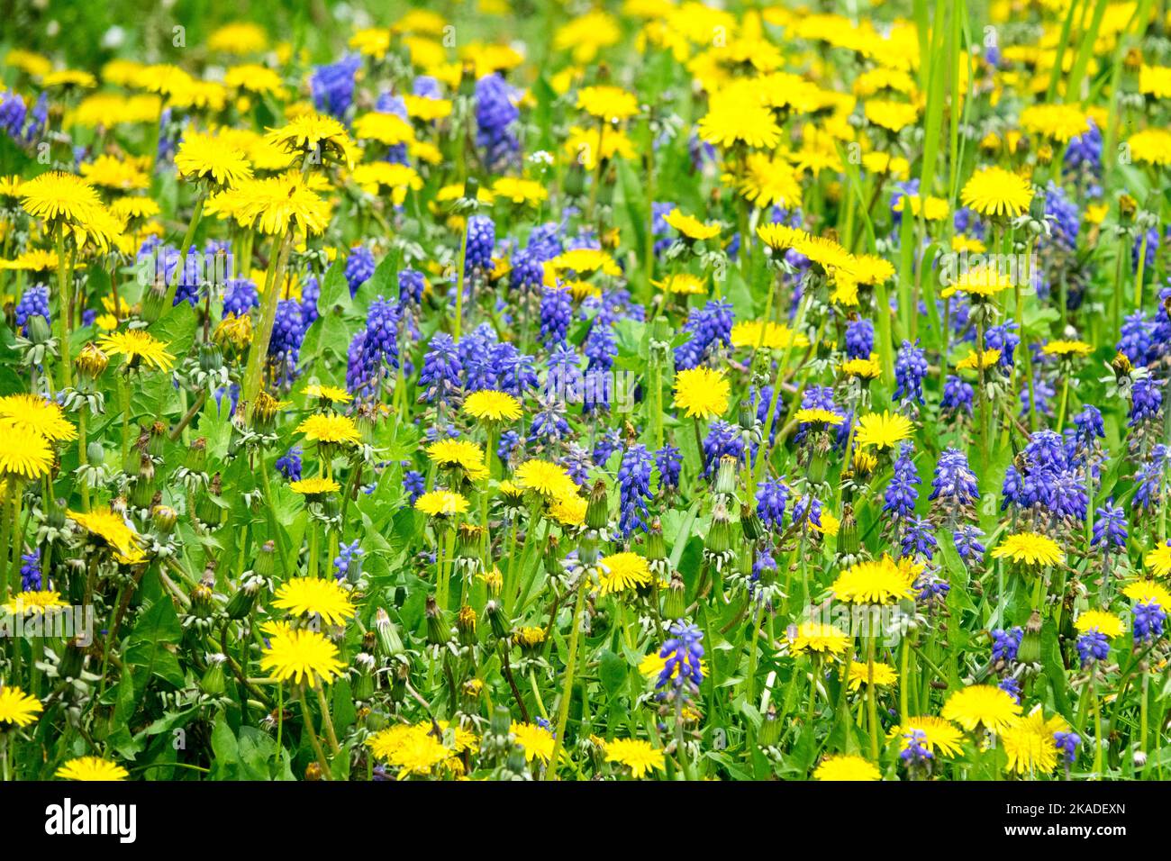 Muscari in a lawn, Blue yellow Dandelions, Spring, Garden, Meadow, Lawn Stock Photo