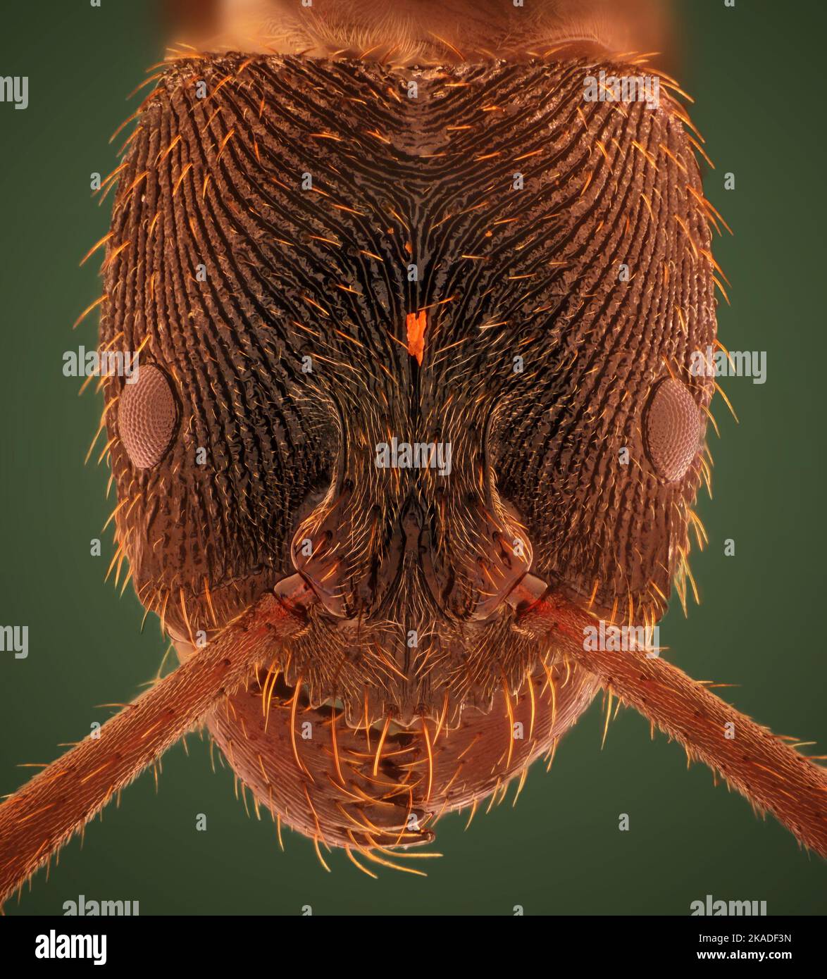 Microscopic Head Detail of Tooth Ant Odontoponera SP, Arthropoda Phylum ...