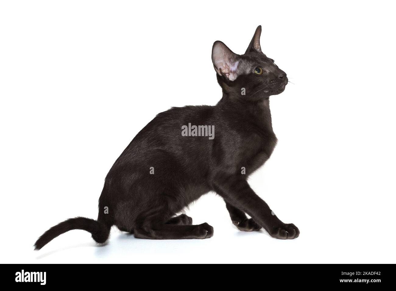 Young black oriental cat, side view isolated on a white background
