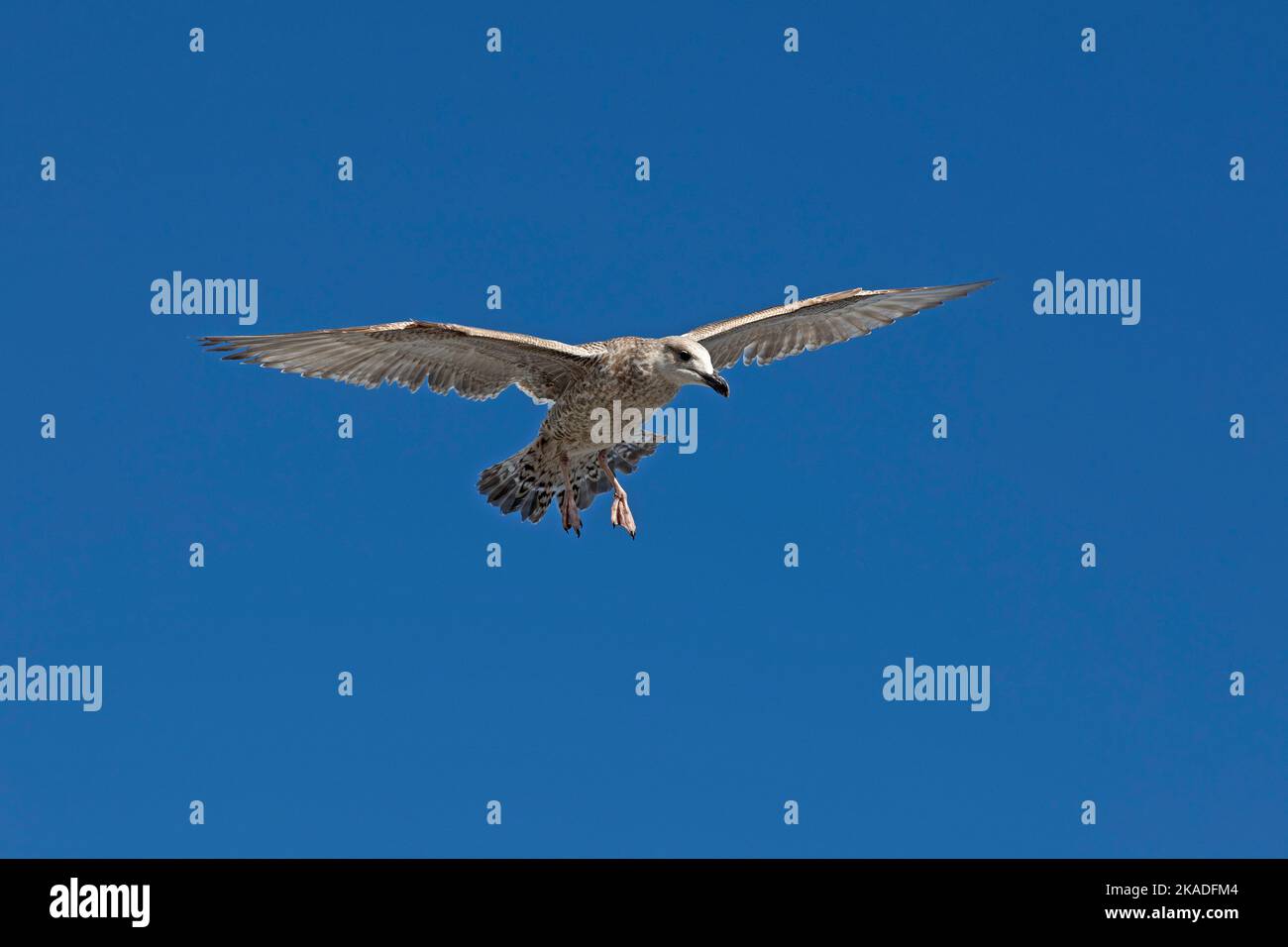 Young seagull (Laridae) in flight, Brighton, East Sussex, England, Great Britain Stock Photo