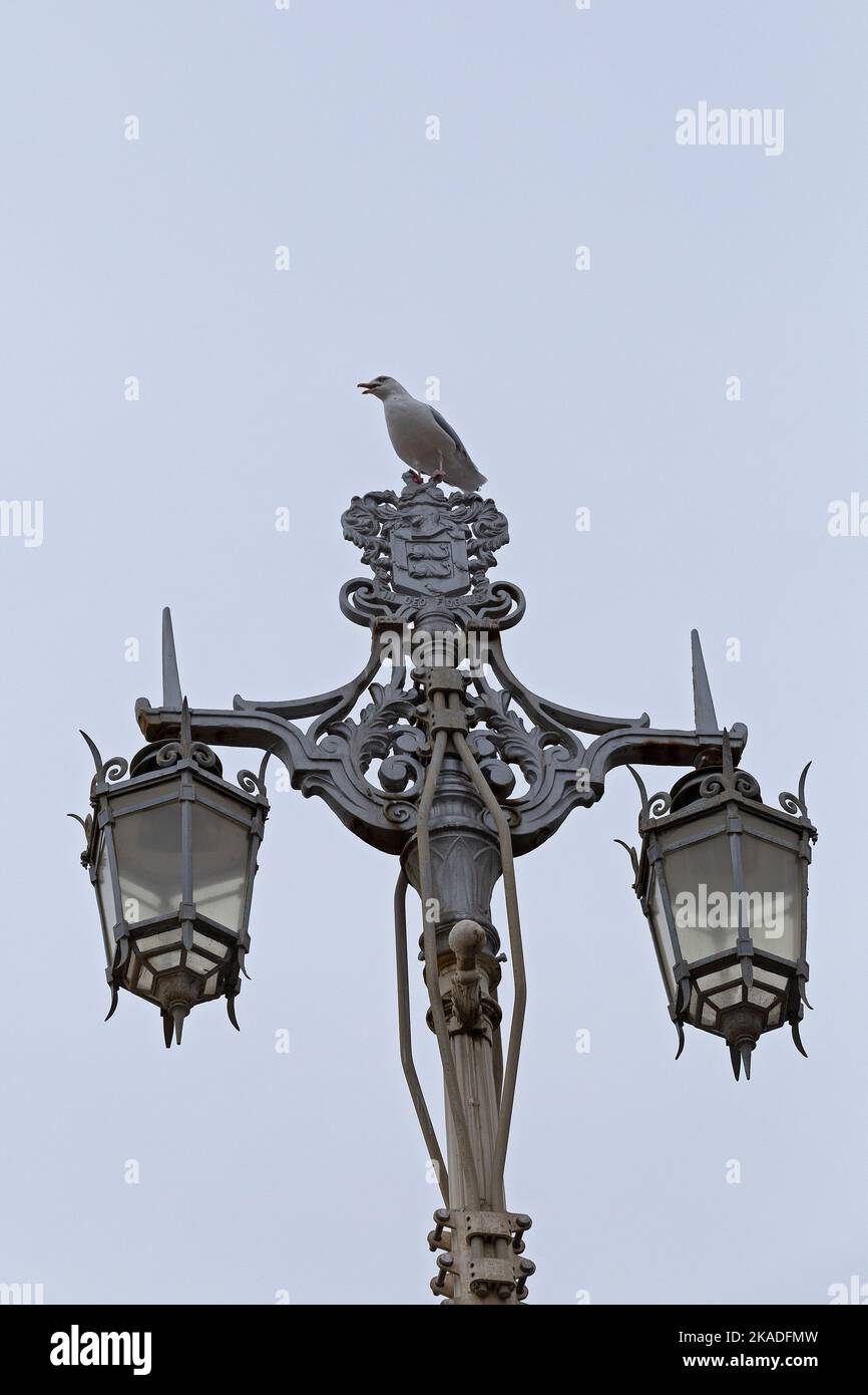 Young seagull (Laridae) sitting on street lamp, Brighton, England, Great Britain Stock Photo