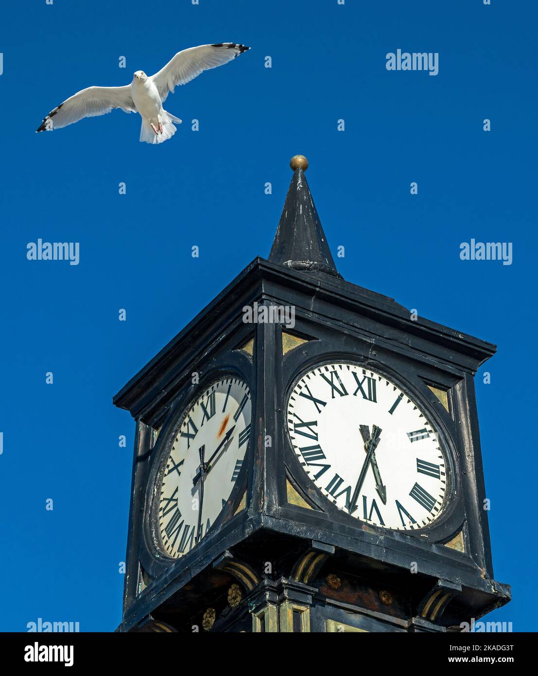 Seagull (Laridae) in flight, clock tower, Palace Pier, Brighton, East Sussex, England, Great Britain Stock Photo