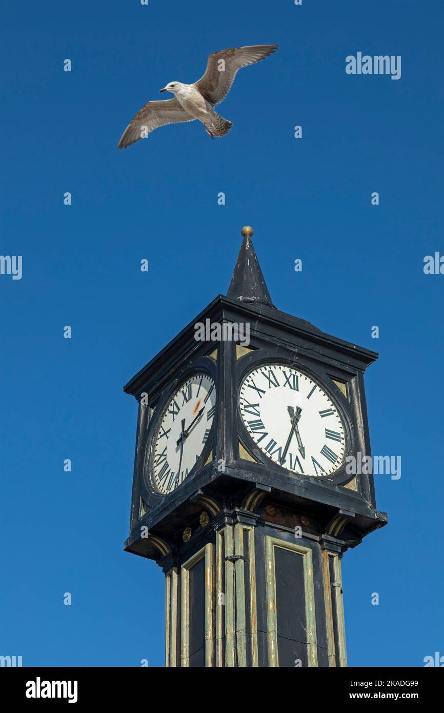 Seagull (Laridae) in flight, clock tower, Palace Pier, Brighton, East Sussex, England, Great Britain Stock Photo