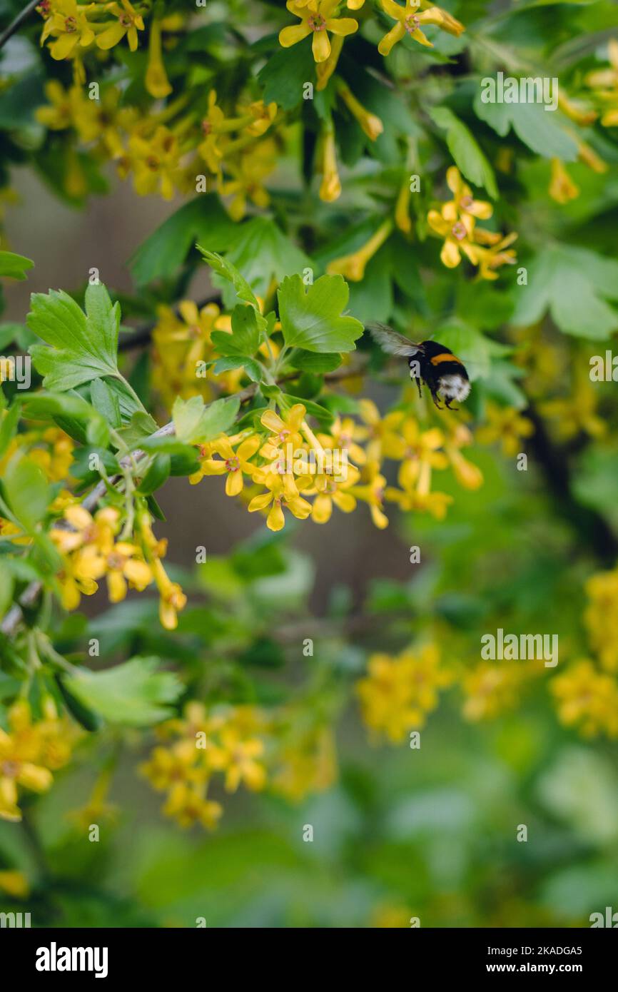 A vertical closeup of the bumblebee flying near golden currant flowers, Ribes aureum. Selected focus. Stock Photo
