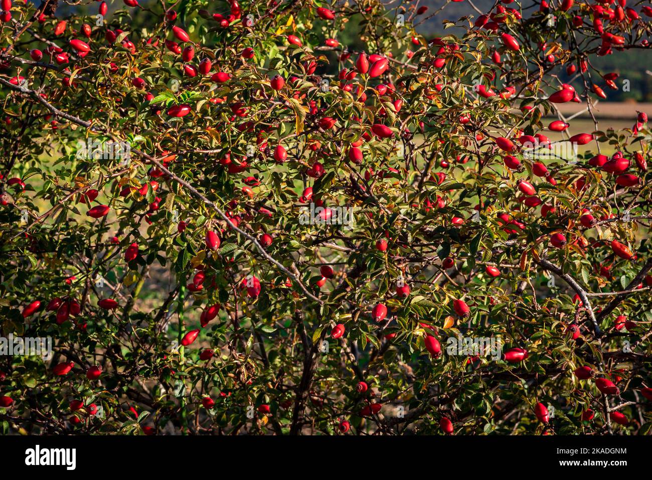 Rose hip bush hi-res stock photography and images - Alamy