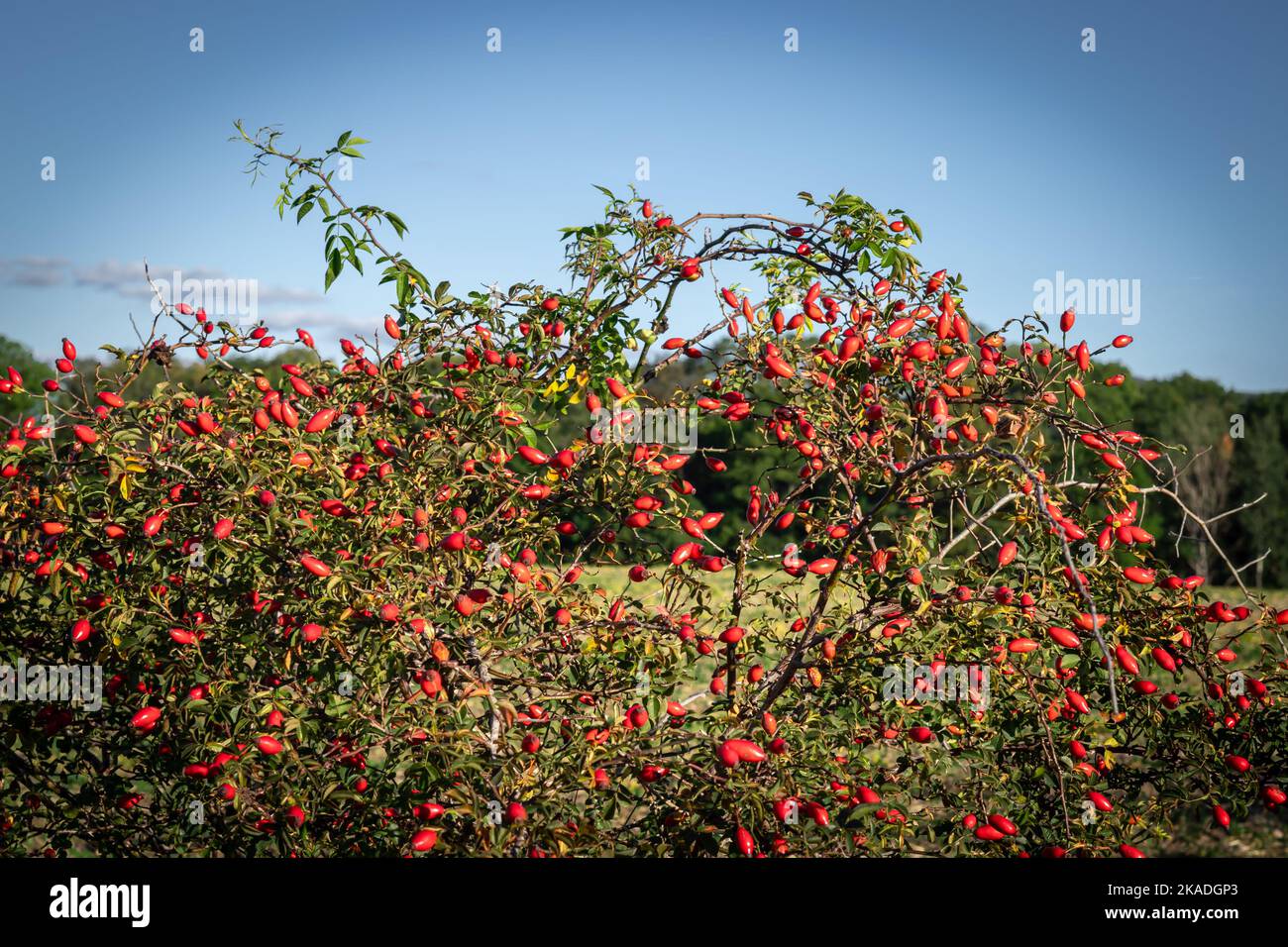 Rose hip bush hires stock photography and images Alamy