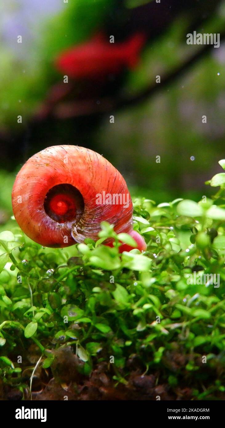 A vertical shot of a planorbis on the blurry background Stock Photo