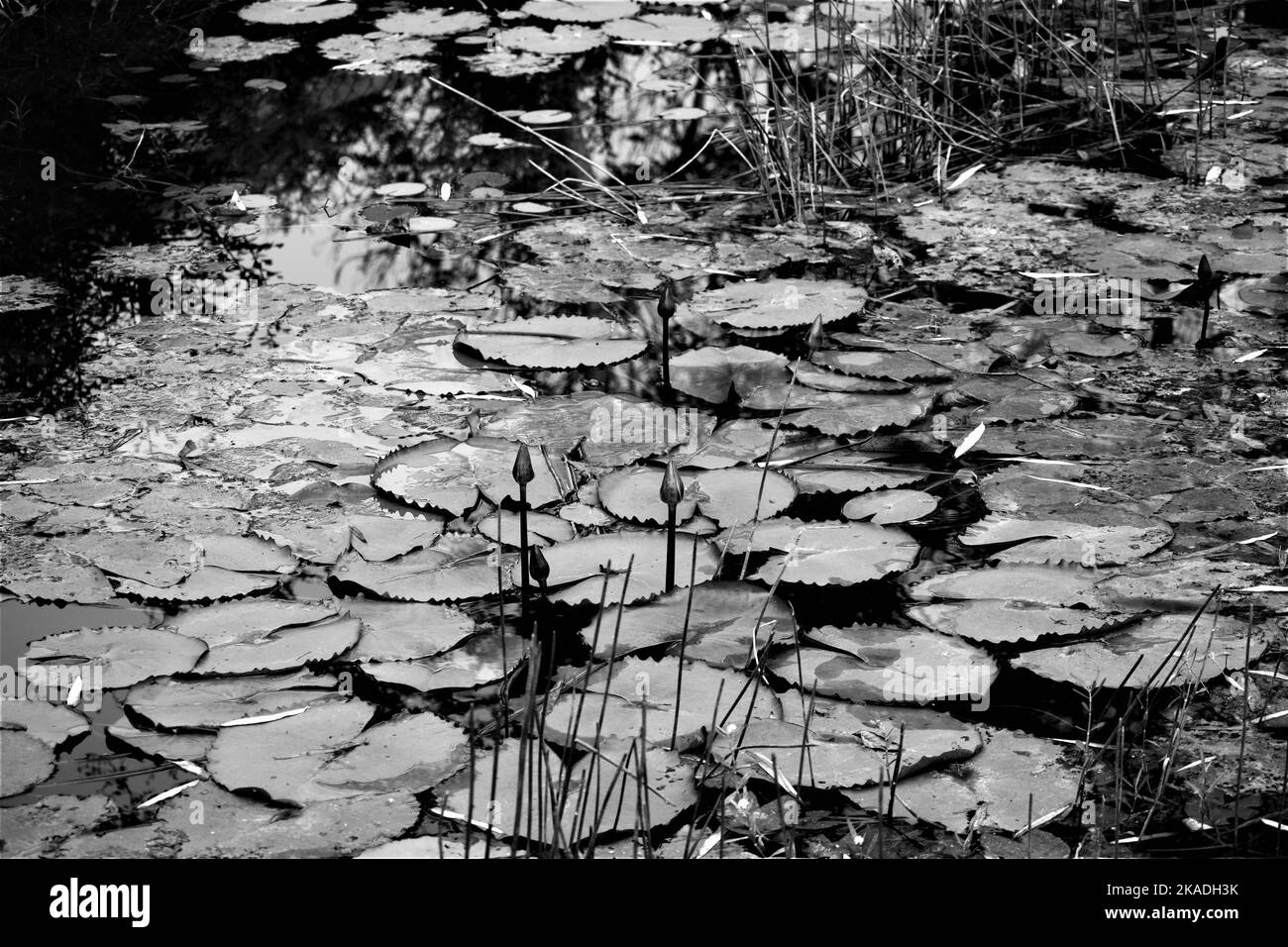 Shot water lilies Black and White Stock Photos & Images - Alamy