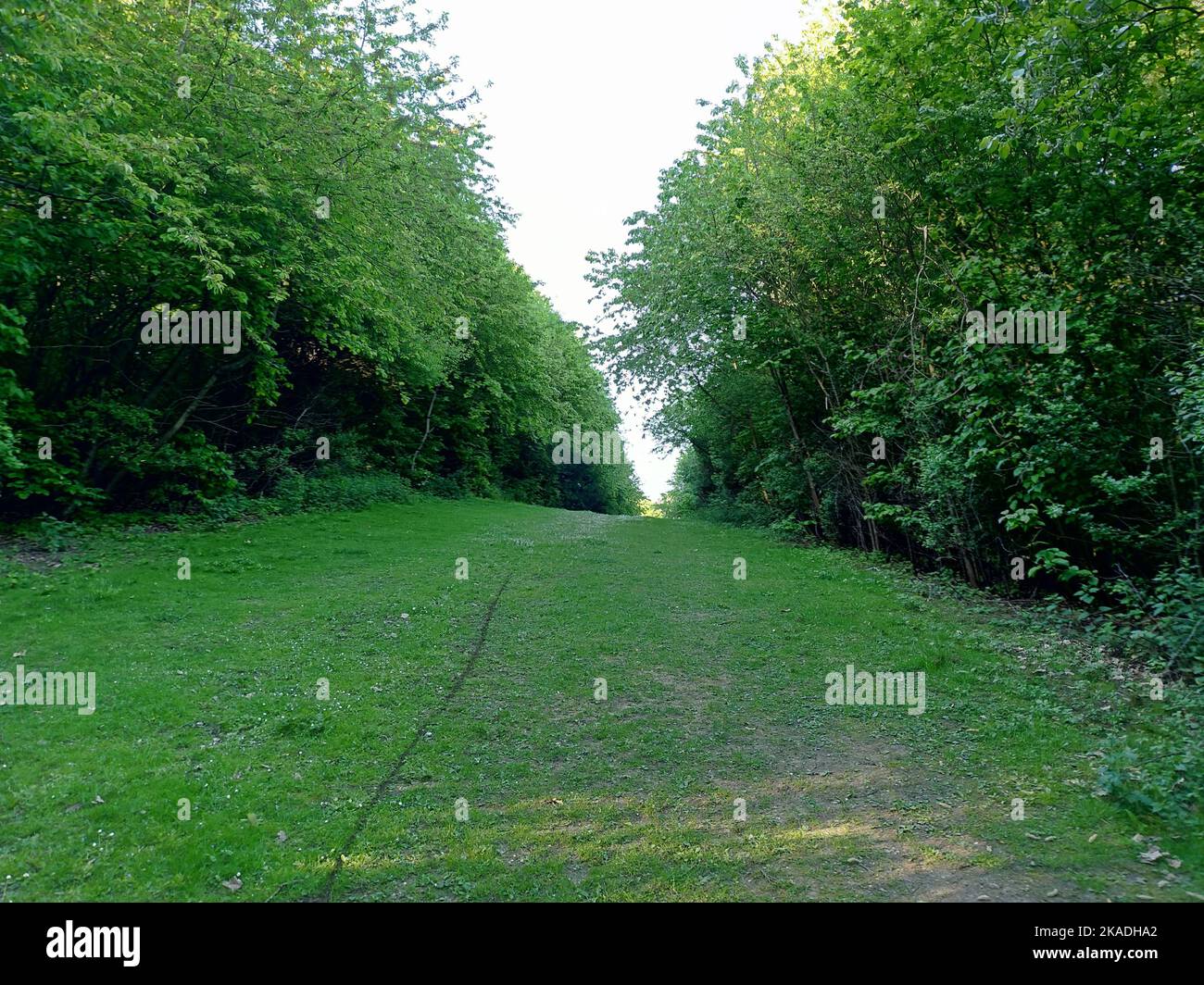 A scenic view of a green pathway surrounded by green trees in Dearne