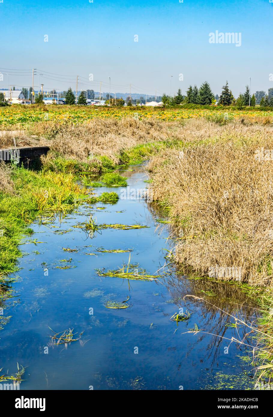 An irrigation trench an crops in Kent, Washington Stock Photo Alamy