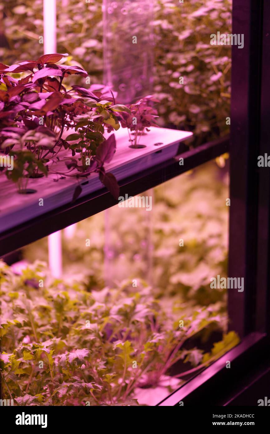 Full spectrum LED grow lights for lettuce and basil. Hydroponics and