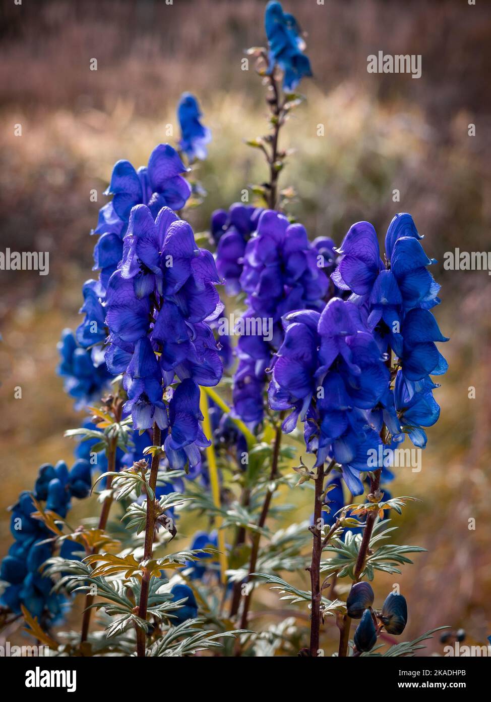 Purple flowers of monkwood (Aconitum napellus), blooming in the meadow. Stock Photo