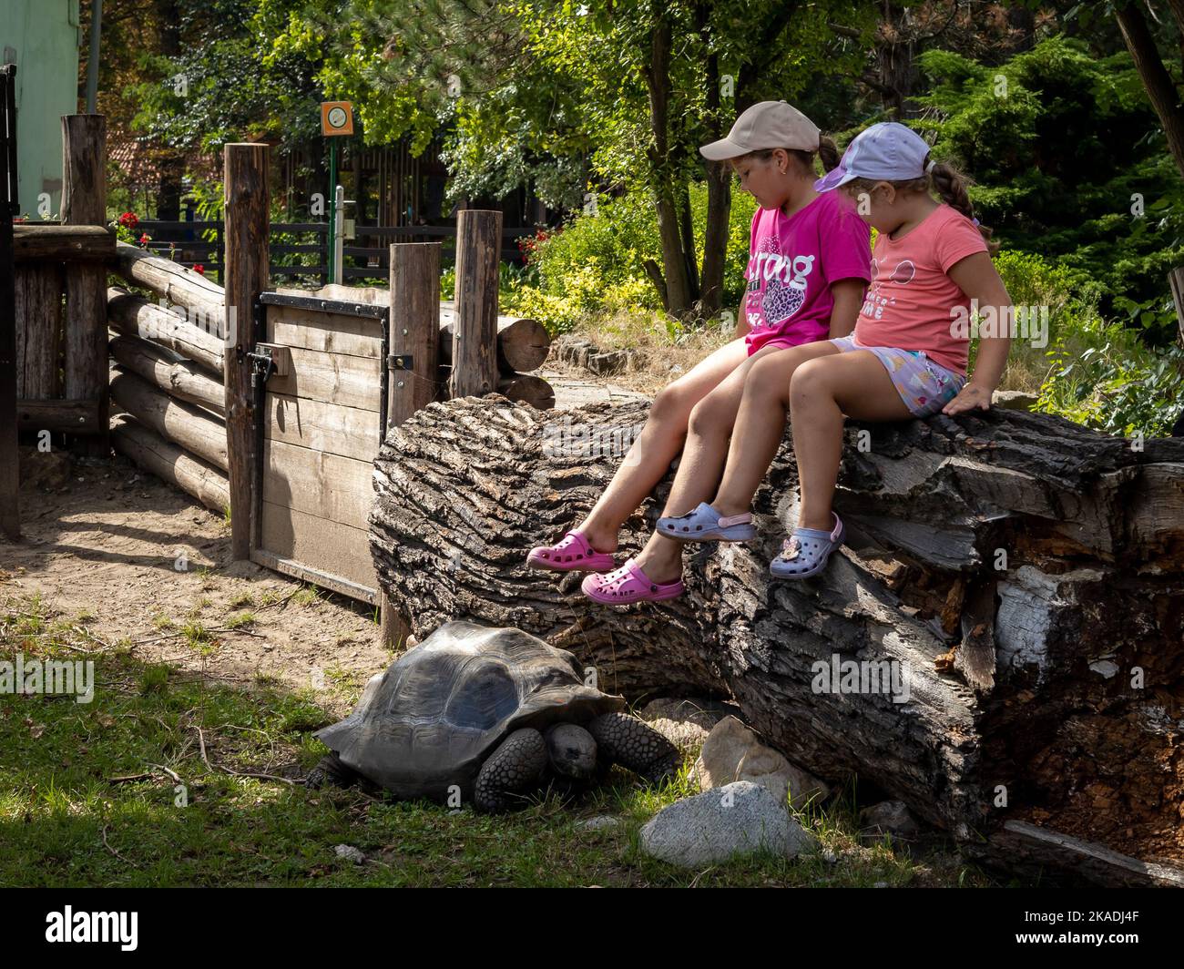 Wroclaw, Poland - August 19, 2022: Aldabra giant tortoise getting close to kids sitting on a wooden fence. Wroclaw Zoological Garden. Stock Photo