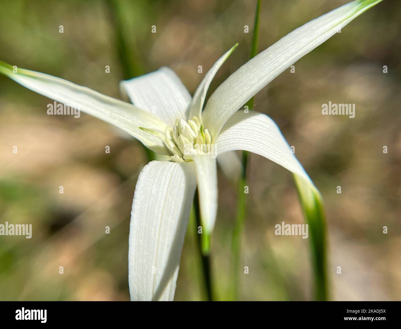 A selective focus shot of starrush whitetop (rhynchospora colorata) Stock Photo