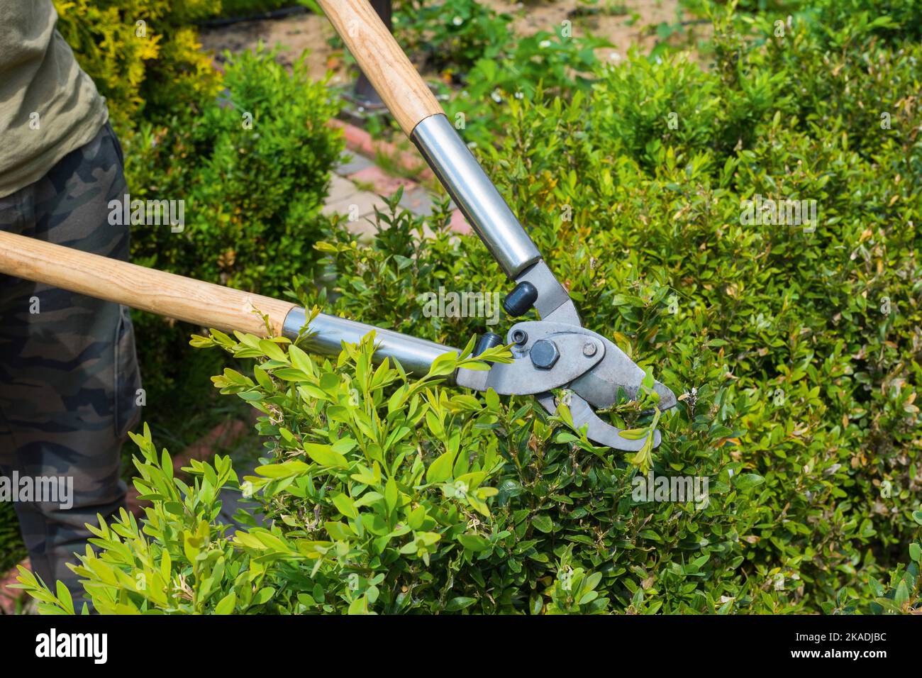 A worker cutting bushes with scissors in the garden. A sunny day Stock Photo