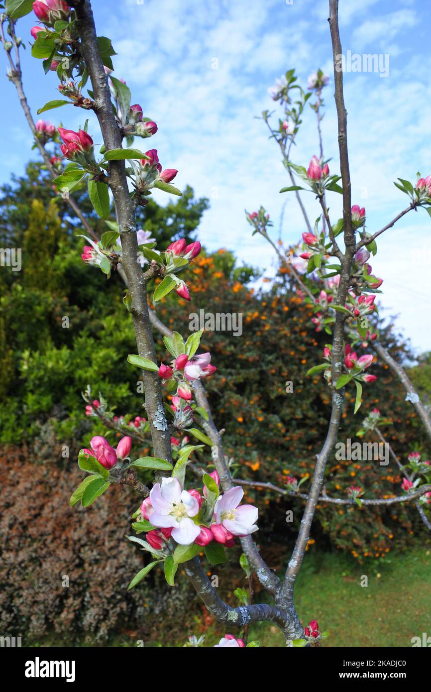 Apple Blossom - John Gollop Stock Photo