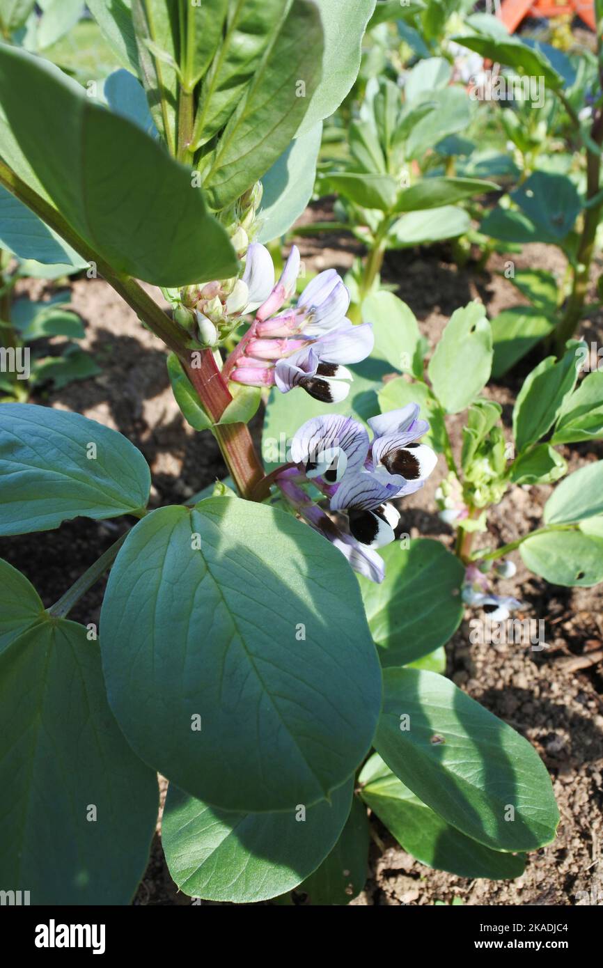 Young flowering broad bean plants John Gollop Stock Photo Alamy