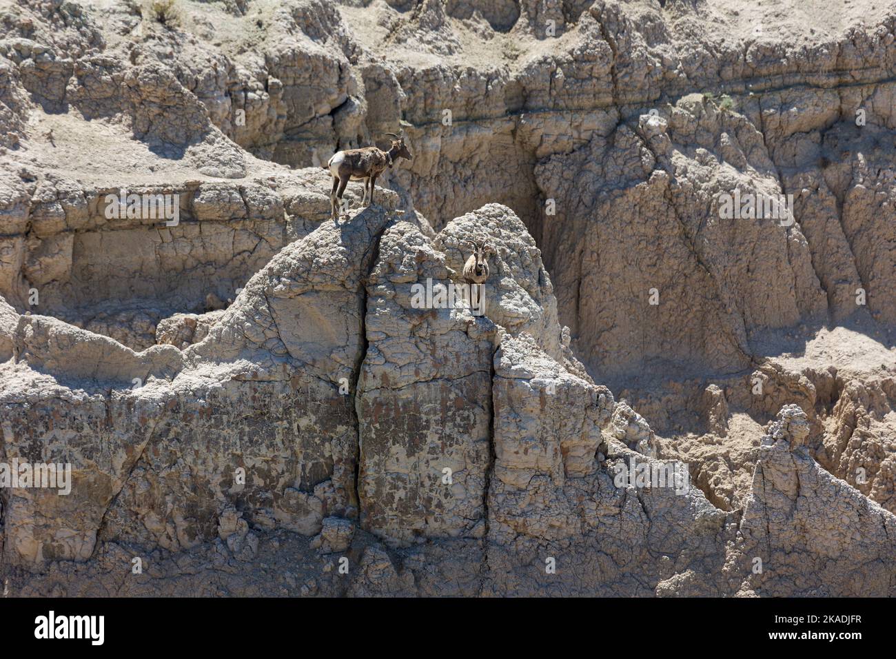 Bighorn Sheep Ovis canadensis climbng spires near Pinnacles Overlook