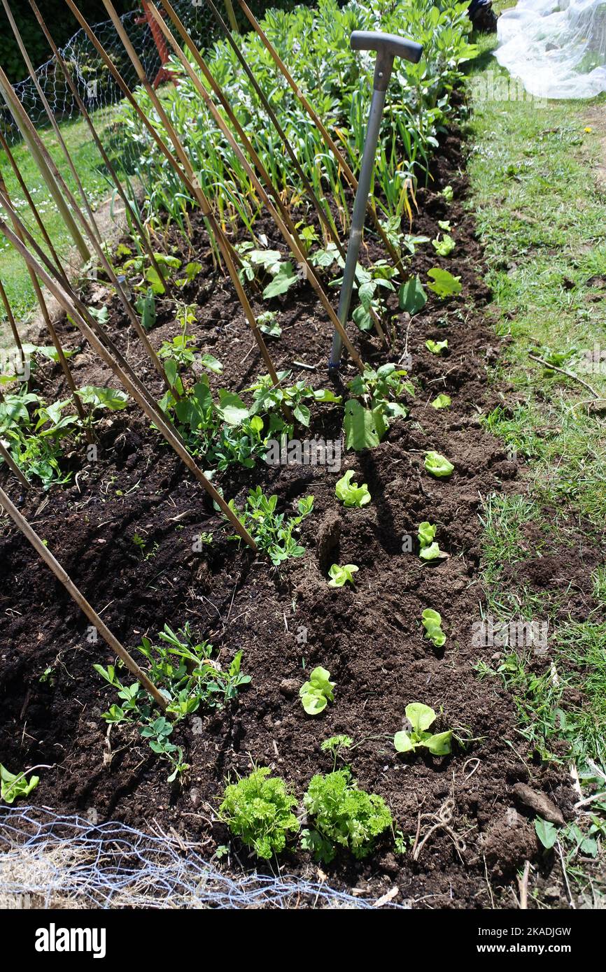 Newly planted sweat pea and lettuce plants in a spring garden - John Gollop Stock Photo