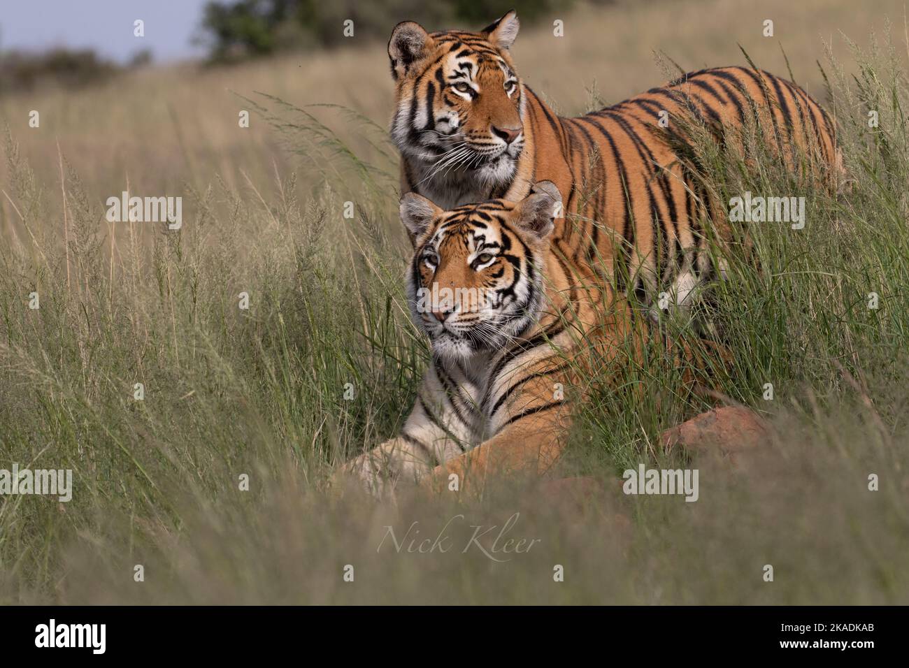 Tigers out on a hunt, photo taken on a safari Stock Photo