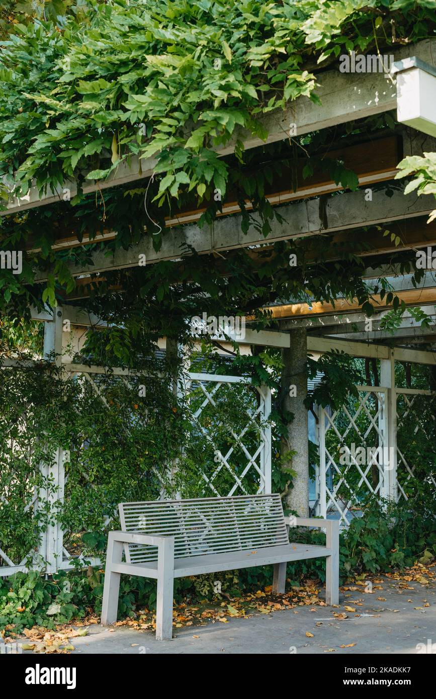 White Park Bench With Stone Wall And Green Leaves Of The Ivy In Quiet ...