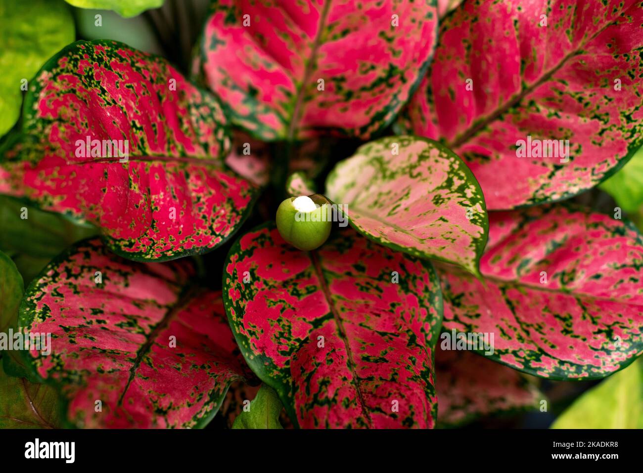 house plant delivered Designer's Choice Plant main image 0