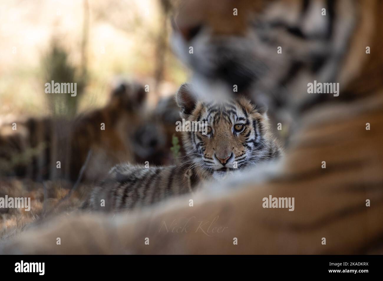 Tiger cub staring us down, photo taken on a safari in India Stock Photo