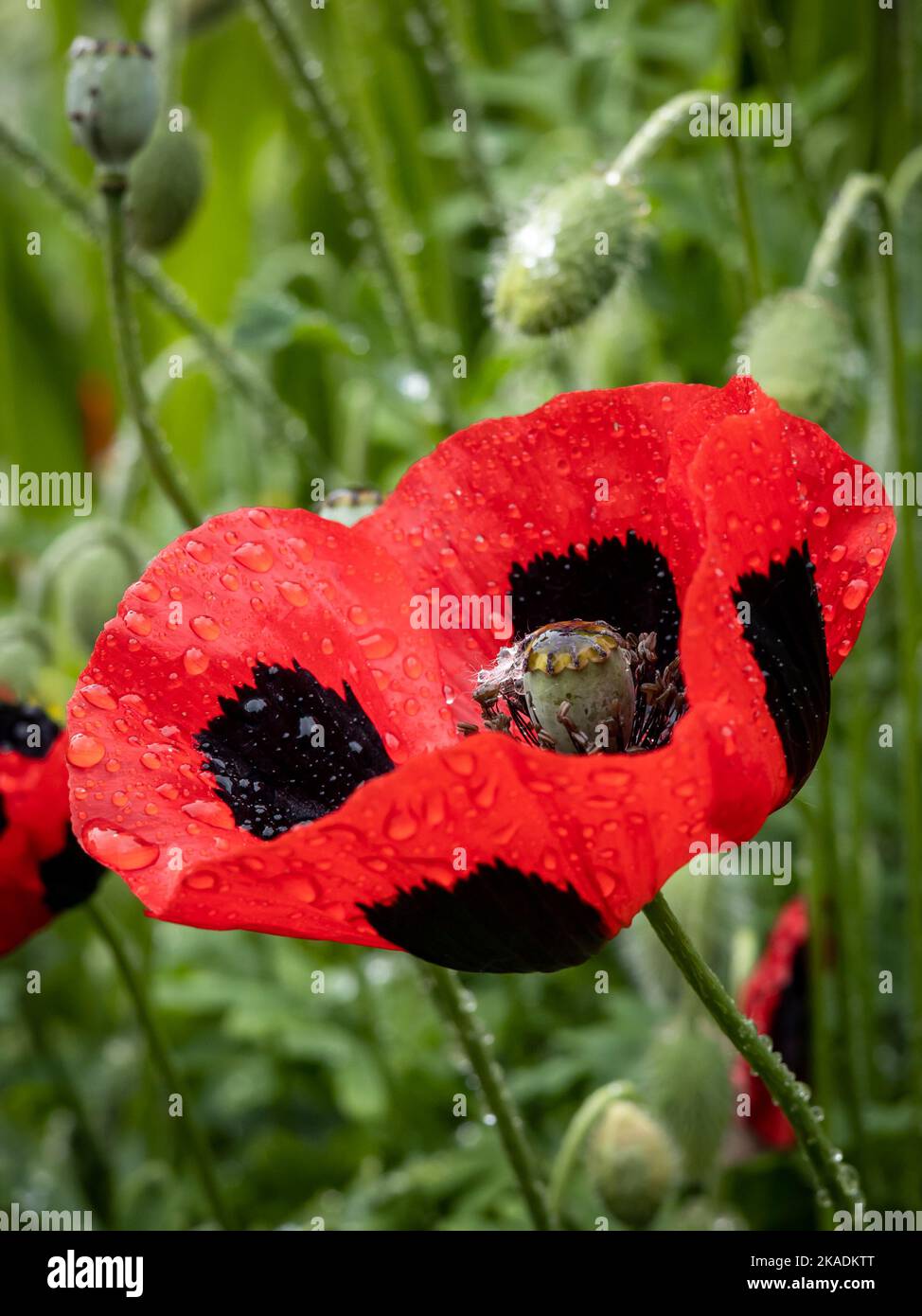 Red poppy flowers with black spots (Papaver commutatum 'Ladybird') wet after rain, blooming in the garden. Stock Photo