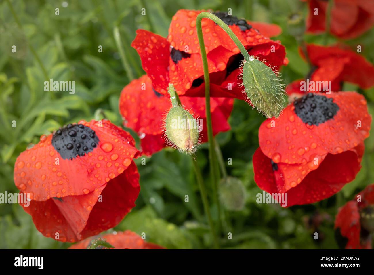 Red poppy flowers with black spots (Papaver commutatum 'Ladybird') wet after rain, blooming in the garden. Stock Photo