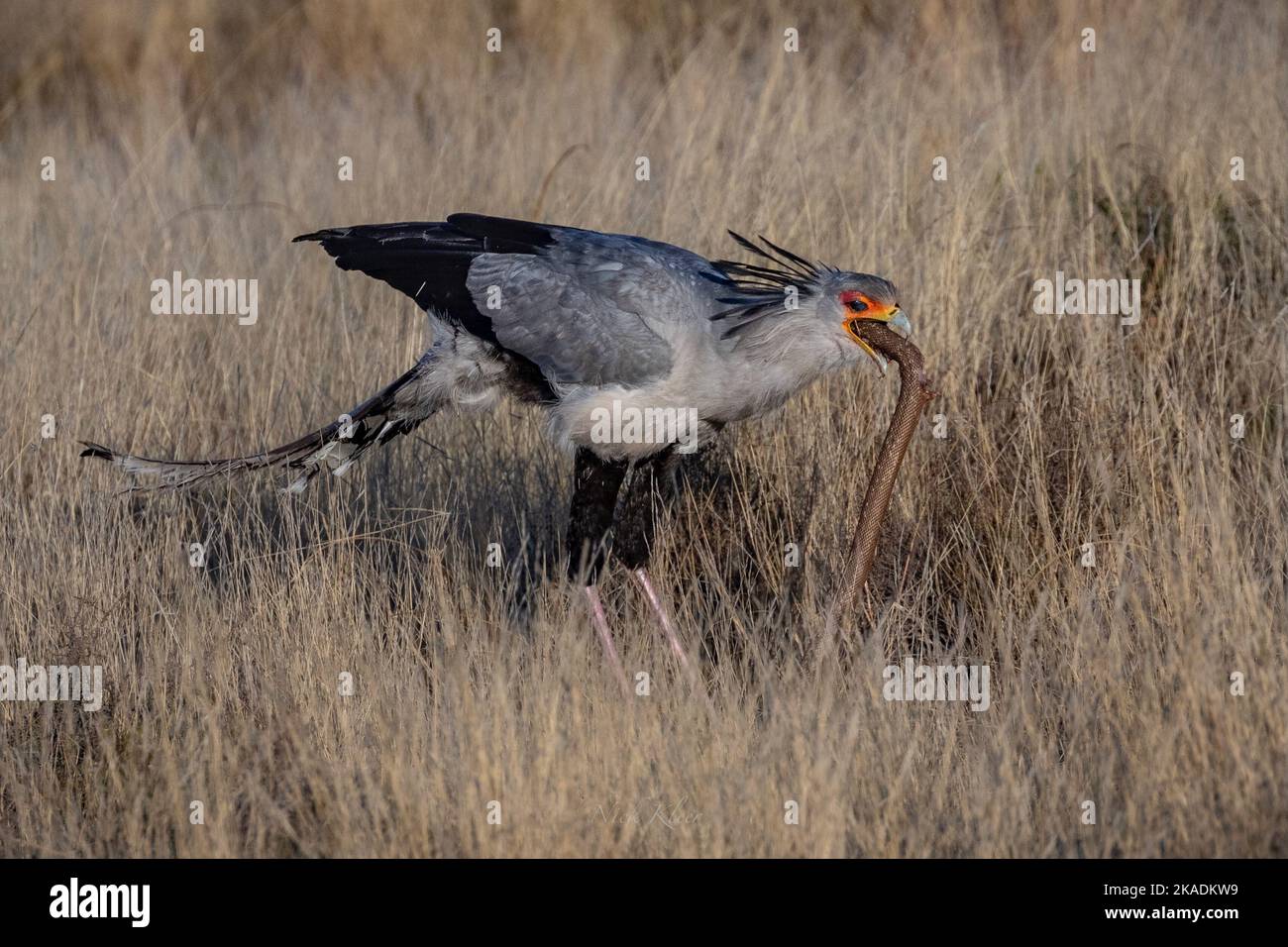 Secretary Bird eating a snake, photographed on a safari in South Africa Stock Photo
