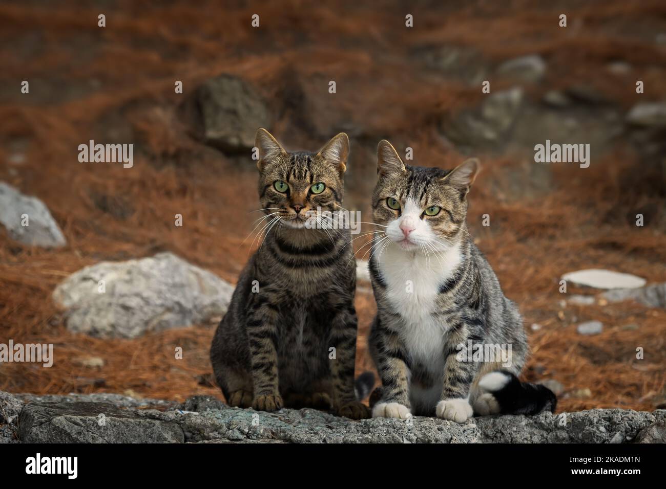 Portraits of two funny street cats in the park. A striped gray cat with ...