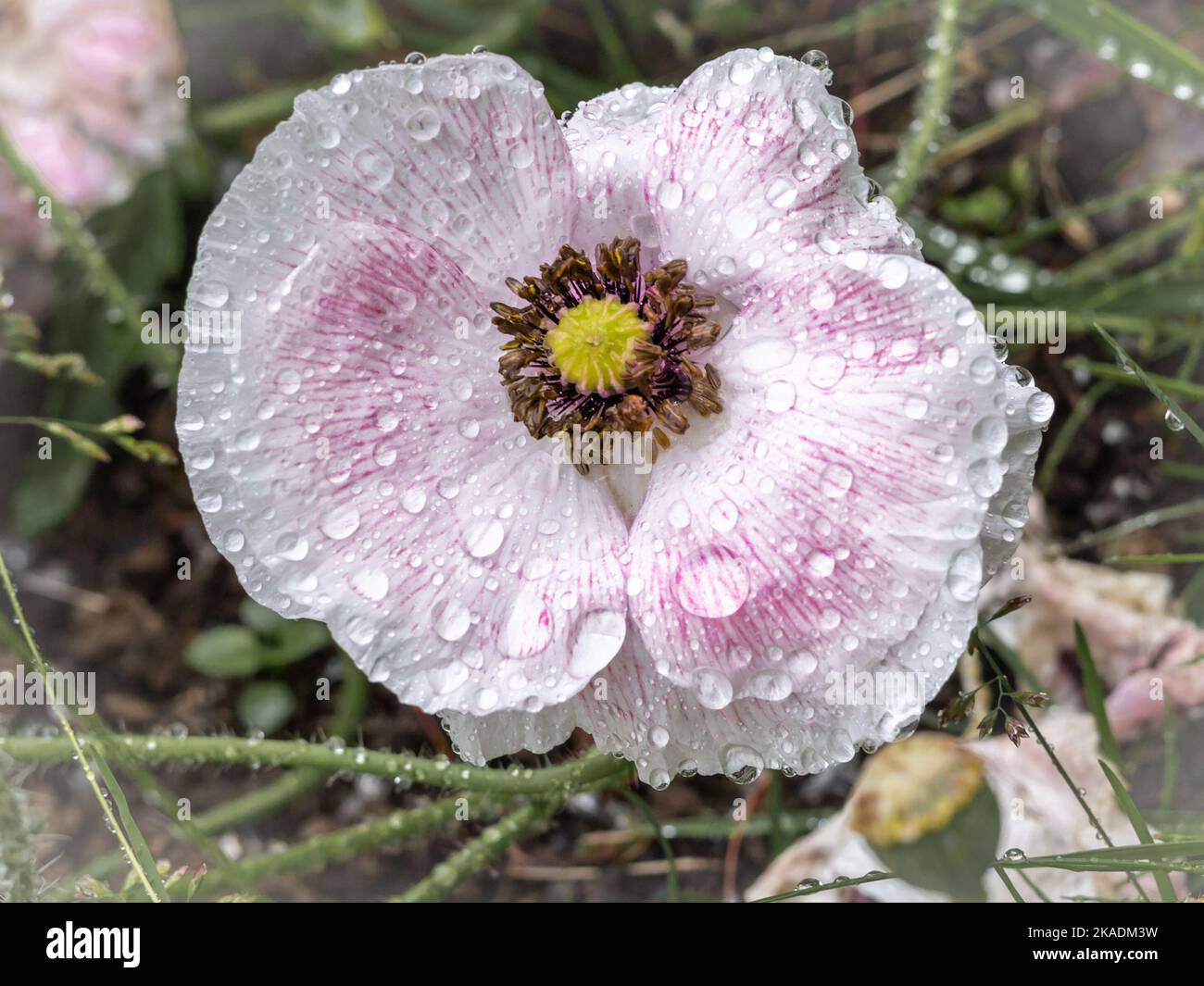 A pink poppy (Papaver rhoreas) flower wet after rain, on a green ...