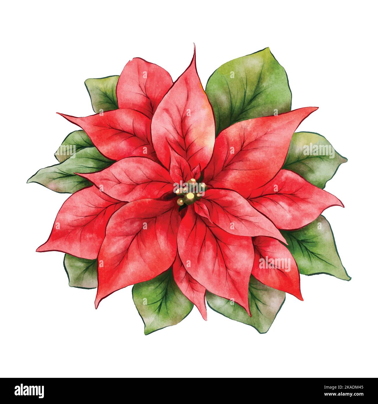 Christmas poinsettia flower watercolor illustration isolated on white background. Vector element suitable for decorative Christmas festivals, Winter, Stock Vector