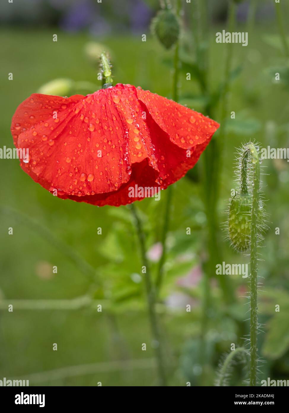 A red poppy (Papaver rhoreas) flower wet after rain, on a green ...
