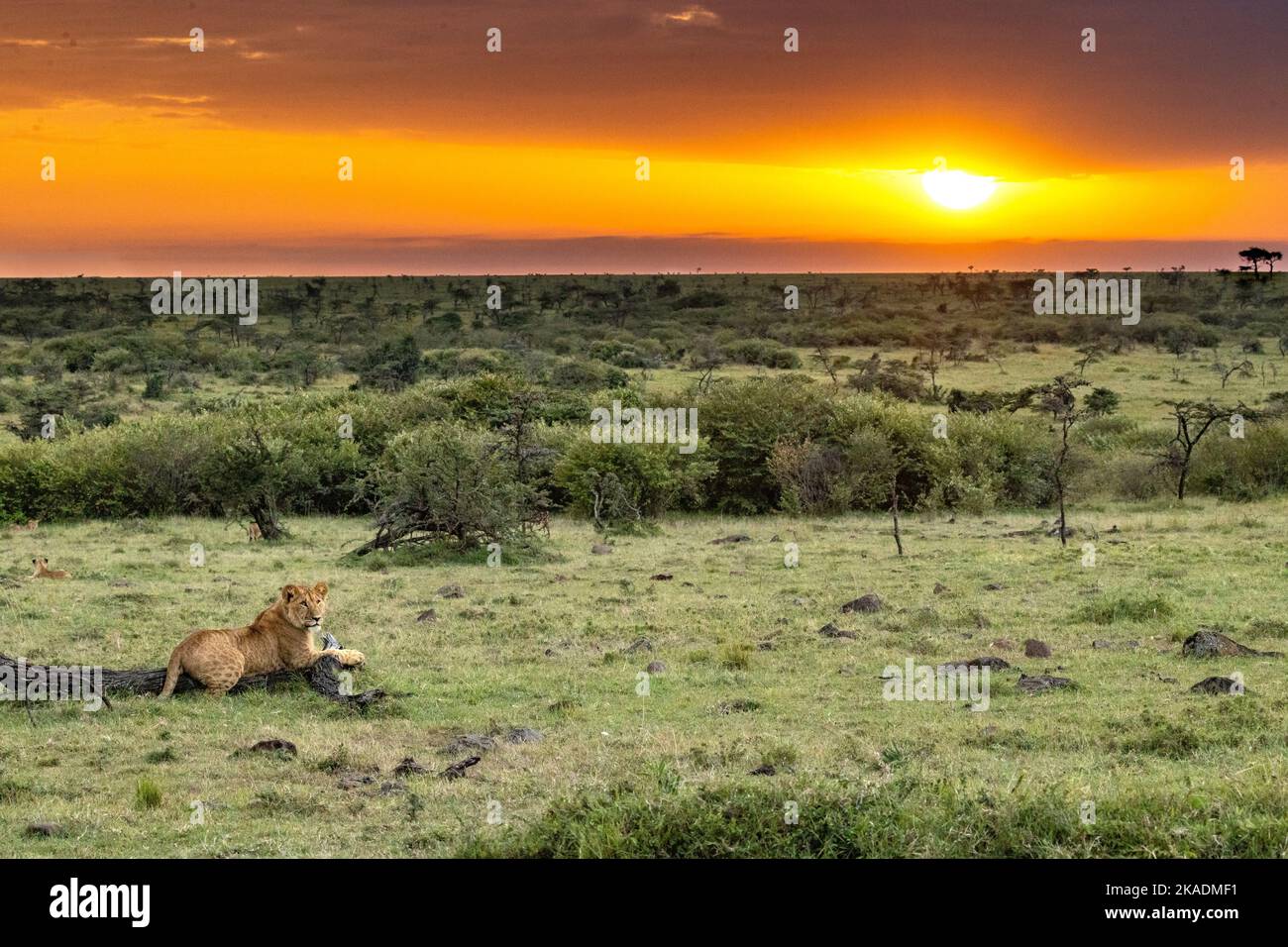 An African lion gazing out over the field, photo taken on a safari in Serengeti Stock Photo