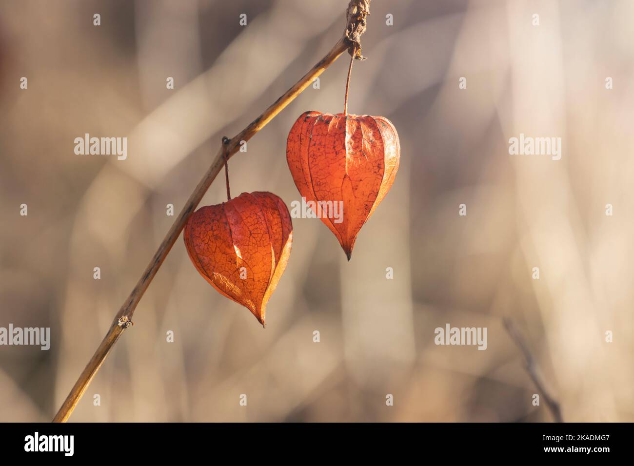 pair of physalis on a background of autumn grass Stock Photo