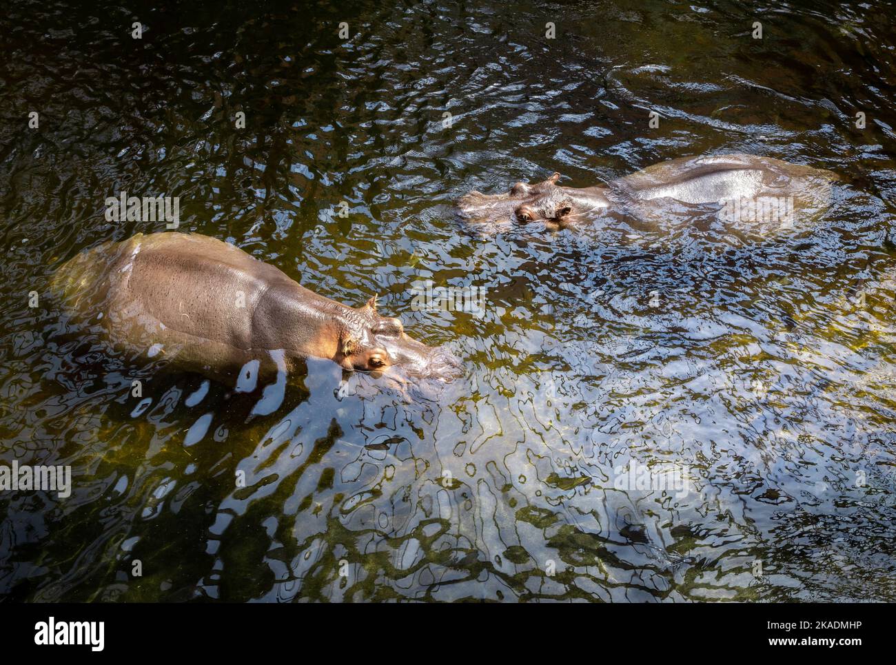 Two hippos (Hippopotamus amphibius) swimming in the water. Stock Photo