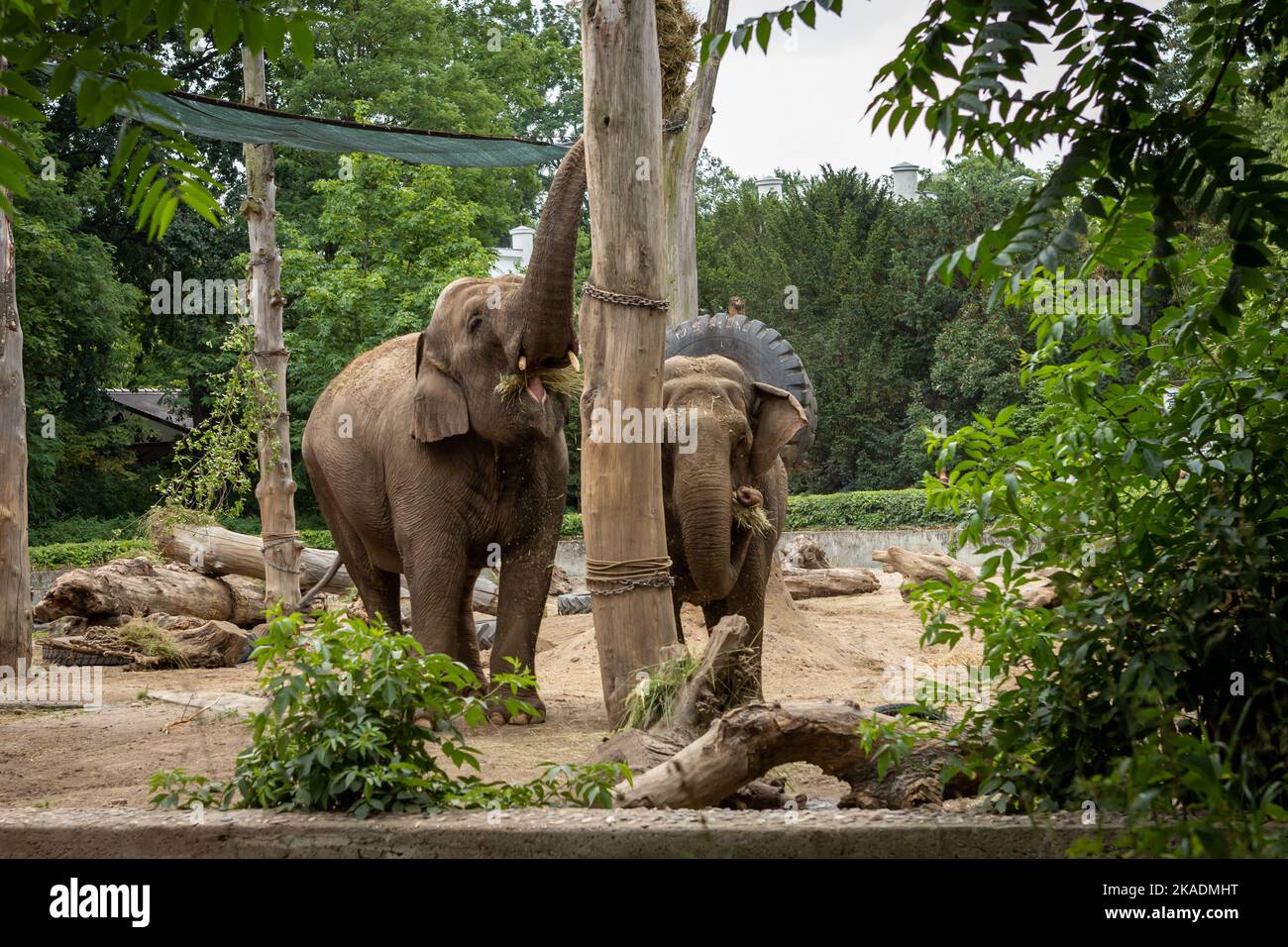 Two indian elephants (Elephas maximus indicus) eating hay in the zoological garden in Wroclaw, Poland. Stock Photo