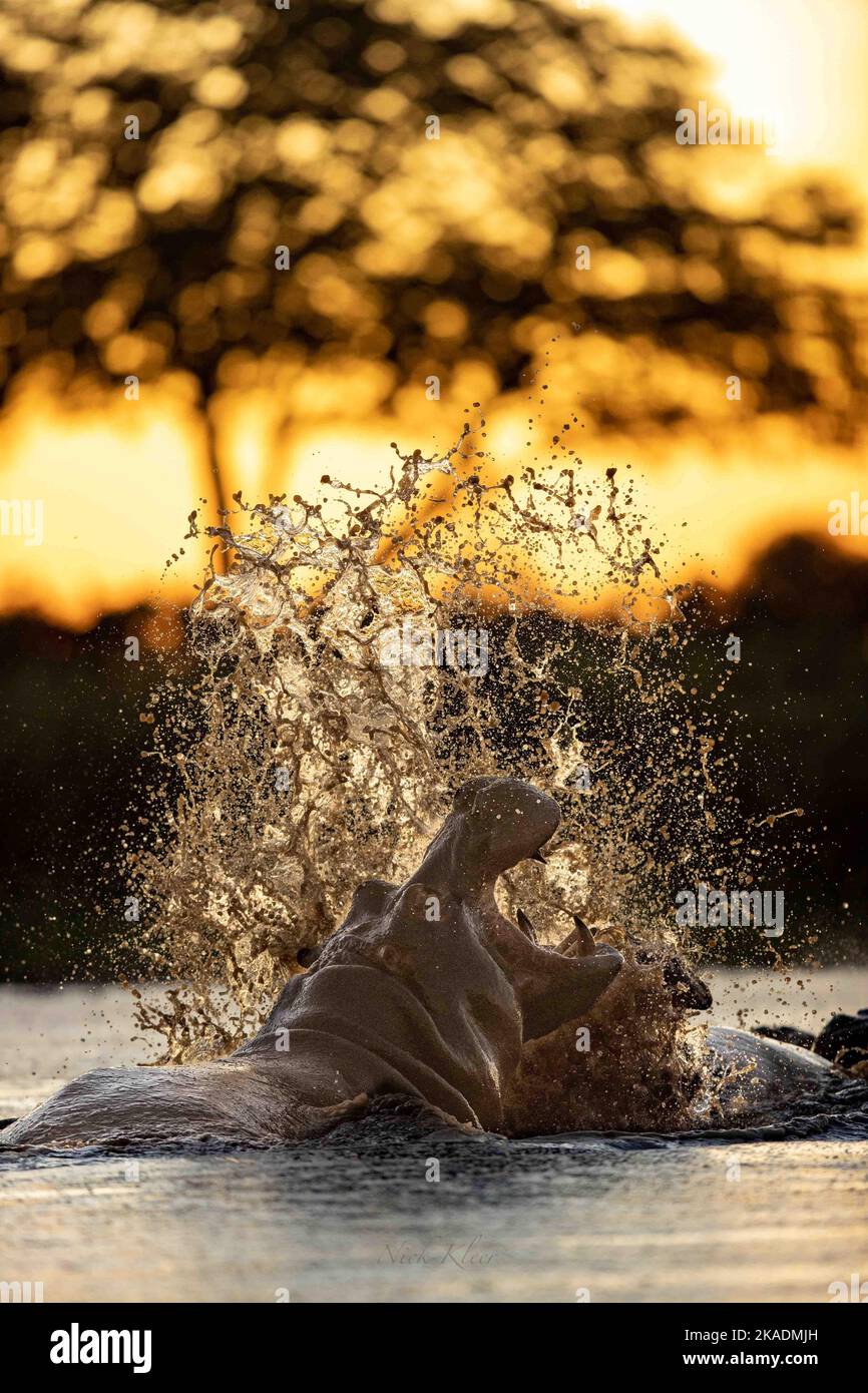 Hippos fighting in the water, photographed on a safari in Botswana Stock Photo