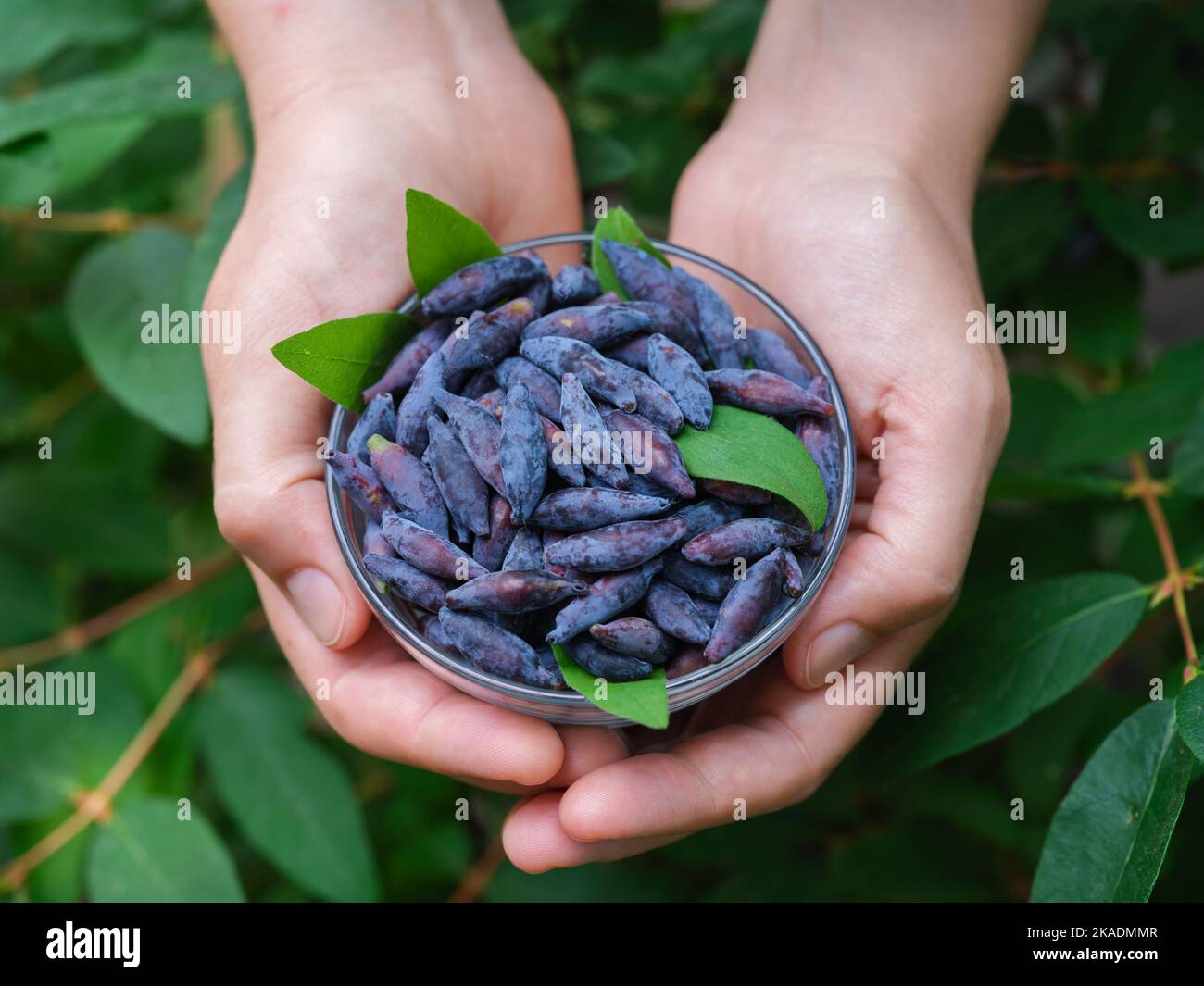A woman holding freshly harvested haskap berries in a glass bowl in her hands. (Honeysuckle). Close up. Stock Photo