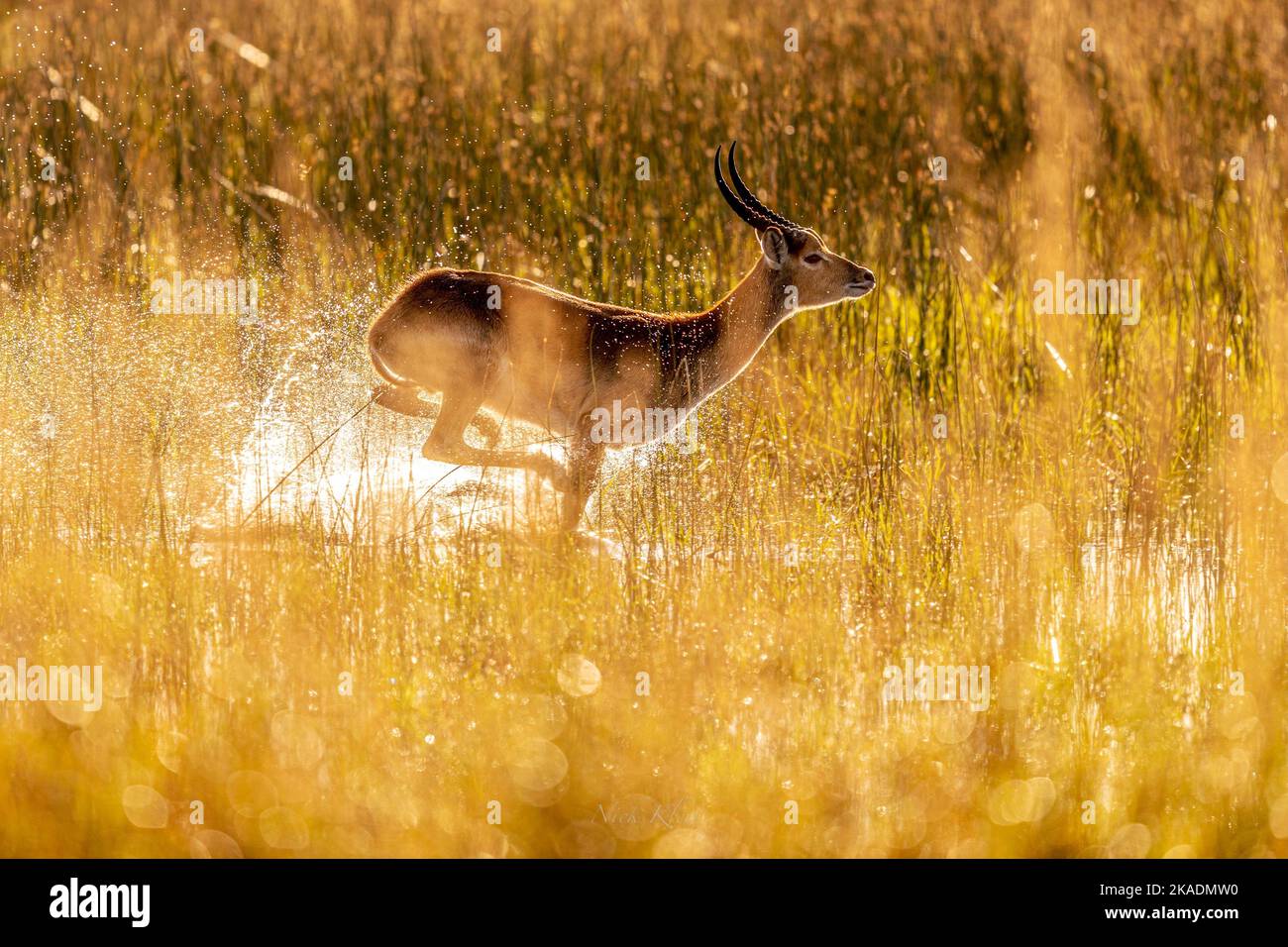 A lechwe running across the water, photographed on Safari in Botswana Stock Photo