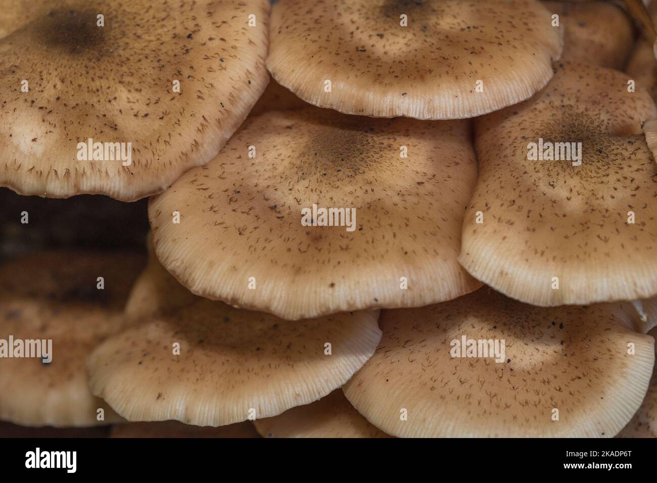 Dark Honey Fungus (Armillaria ostoyae) group close-up Stock Photo