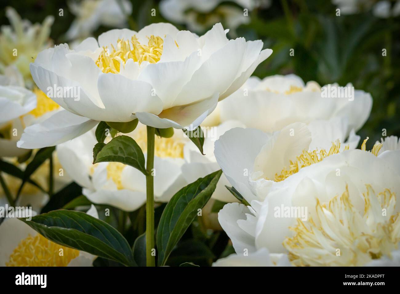White peony (Paeonia sp) flowers on green background. Stock Photo