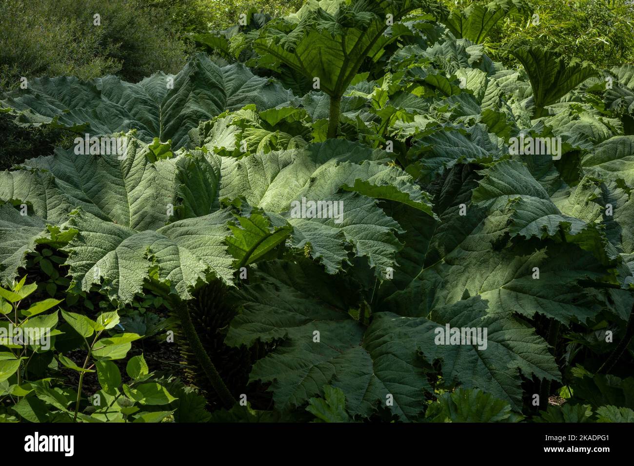 Green background with giant leaves of Gunnera jungle plant. Stock Photo