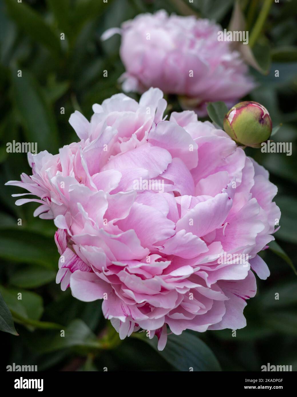Pink peony (Paeonia sp) flowers on green background. Stock Photo