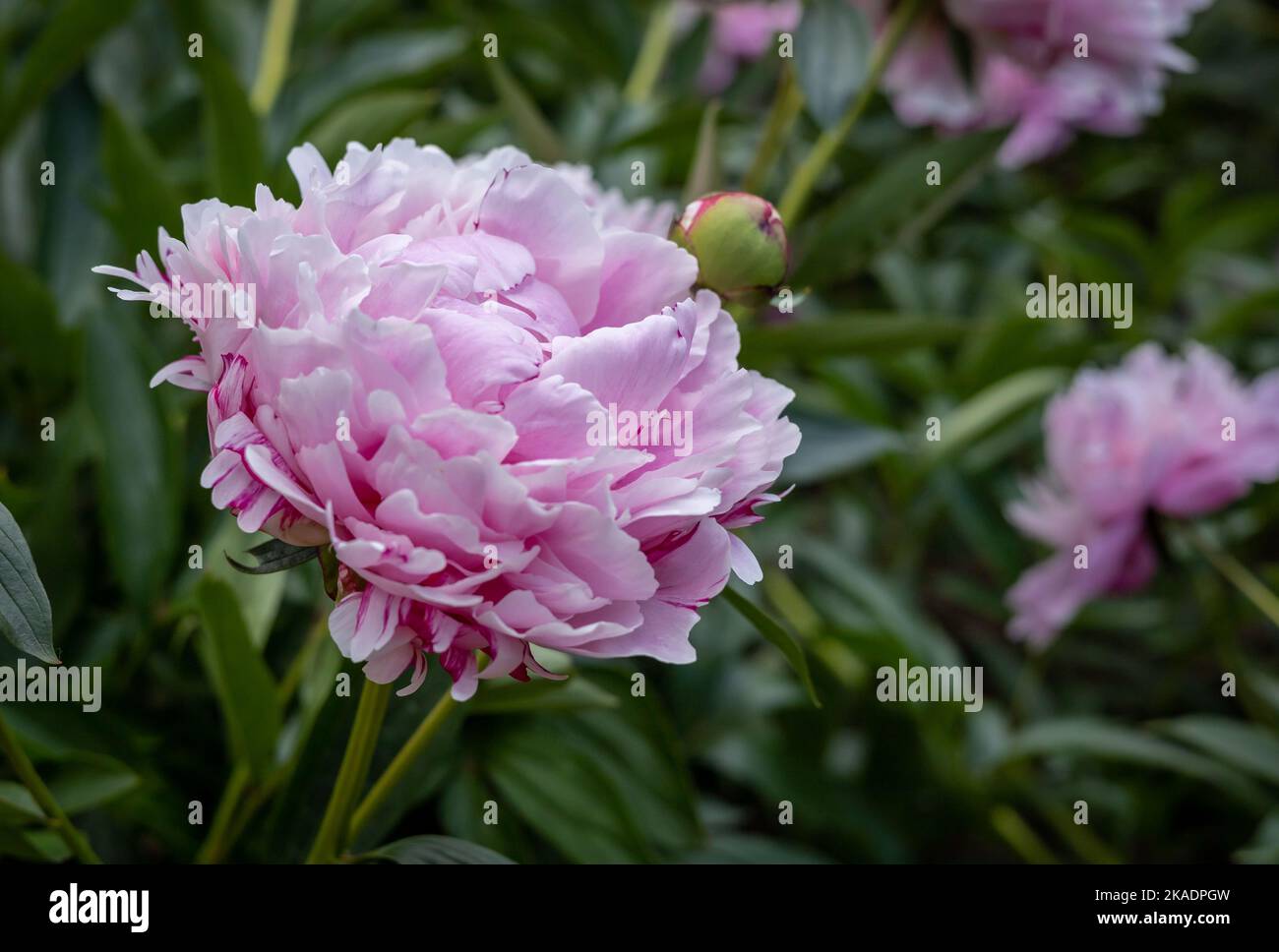 Pink peony (Paeonia sp) flowers on green background. Stock Photo